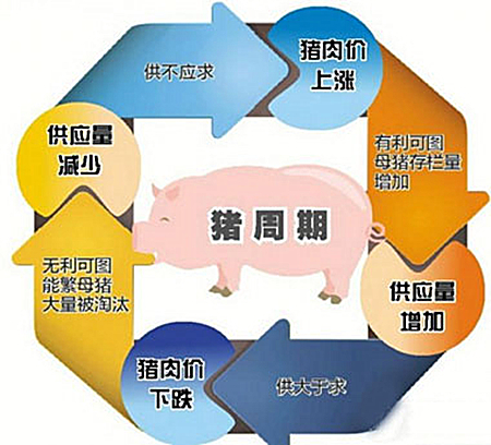 猪周期已至，生猪养殖行业或再次面临“洗牌”
