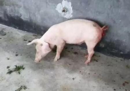 【收藏】各阶段猪脱肛的简易处理