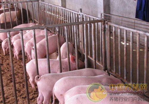 中小型养猪场如何赚钱又环保
