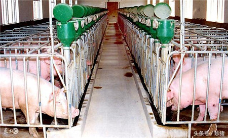 猪病大全，猪呼吸综合征的最新用药诊治