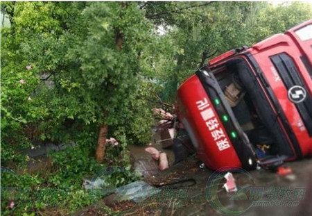 画面太美！130余头“二师兄”进入路旁水沟“泡澡”