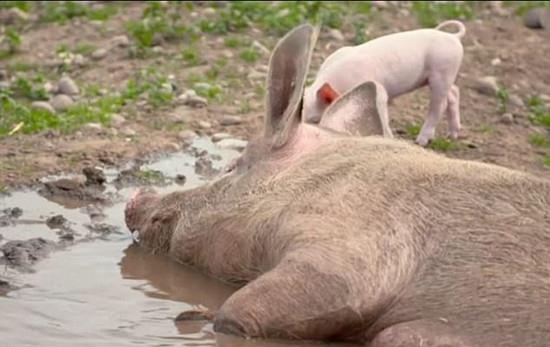 世界首批内源性逆转录病毒活性灭活猪克隆成功！