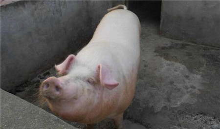 关于母猪产后热的症状、防治措施！