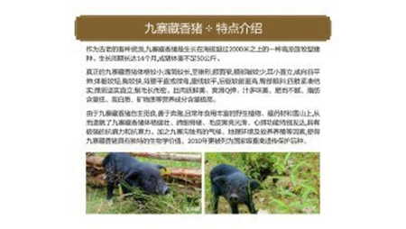 九寨藏香猪走进“一带一路”论坛，品质消费时代已来临！