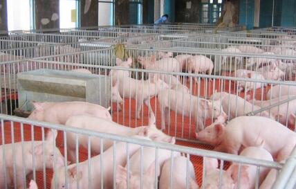 该罚！收受屠宰户2包烟后，兽医将病猪肉检疫为合格