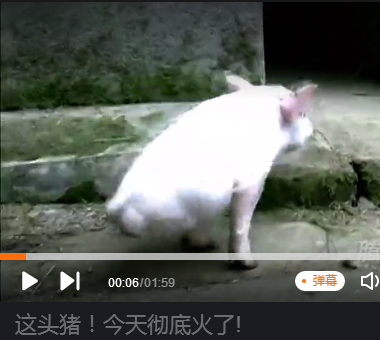这头猪！今天彻底火了! 