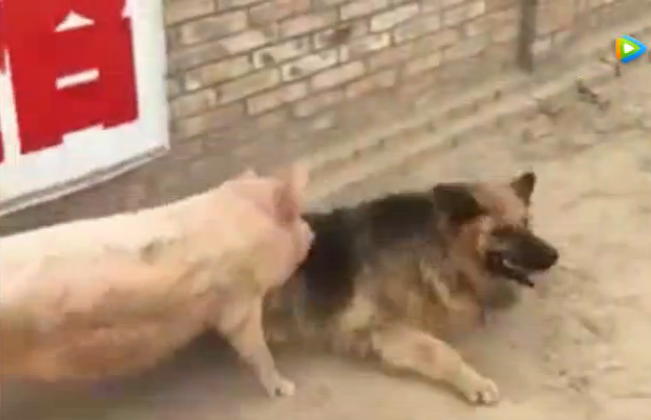 猪与狗打架，狗竟然打不过猪！