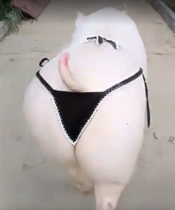 猪爱起美来人都害怕，这么美丽妖娆的猪你见过吗？
