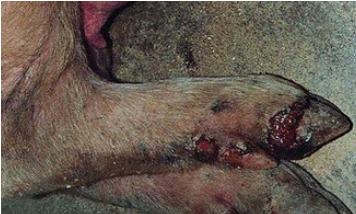 防治口蹄疫三大误区，千万别进！