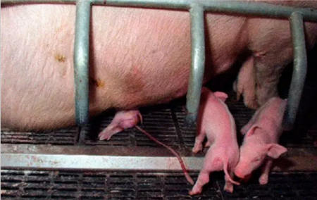 仔猪被压死是产房护理没做到位吗？