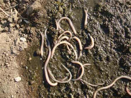 猪寄生虫驱虫不理想？用这五部见效快！