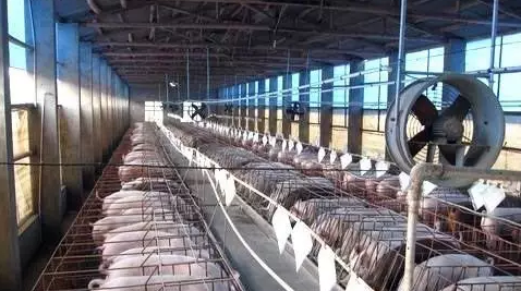 如何做好猪场慢性病毒性疾病防控？