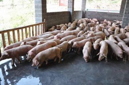 广西：上林县巷贤镇养猪能人带领贫困户脱贫致富