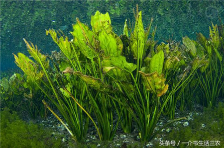 路边常见的一种植物，没想到治疗猪病非常好！