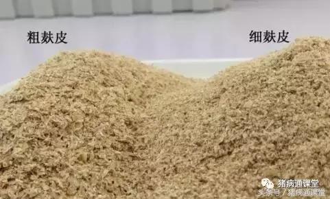 养猪场巧用麦麸治疗猪病！