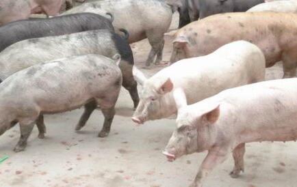 小心！其实猪急了也会咬人，应及时就诊