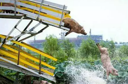 沈阳：男子养猪养出新花样，天天逼“二师兄”跳水锻炼
