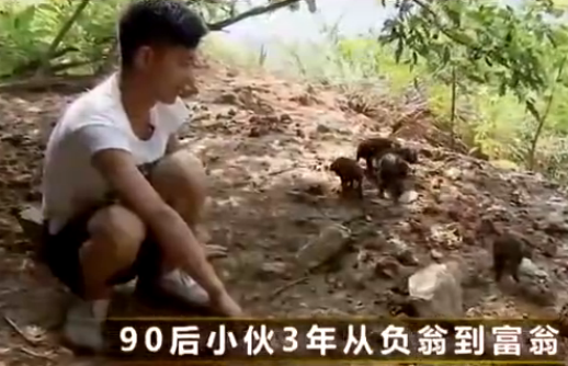 田间趣事 养猪致富
