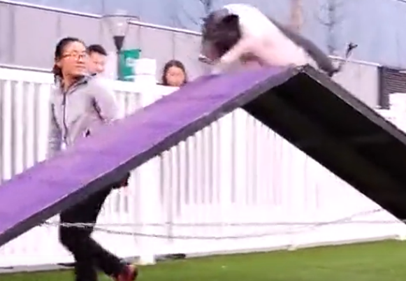 这么牛的猪，你见过吗？