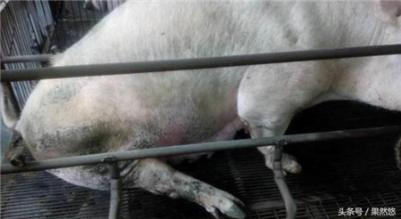 猪尿居然可以这么用，这个角度看猪尿，第一次听说