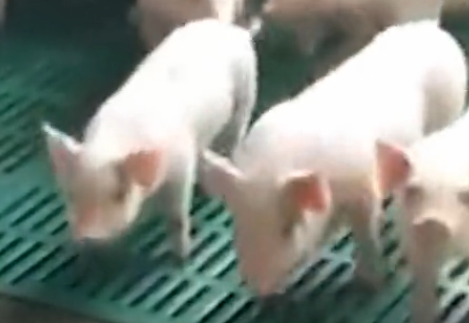爱上DJ的猪