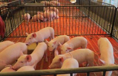 广东查获700多吨走私猪蹄、猪耳！ 案值约3500万元