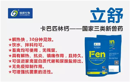 夏季猪热应激的防治！