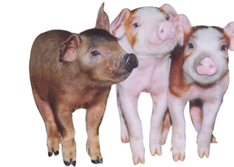 葫芦岛：打工仔回家当猪倌，给小山村带来了希望