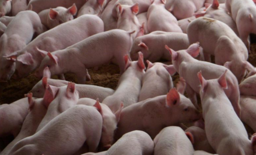 安徽凤台县政府强拆十七大党代表养殖场被判违法