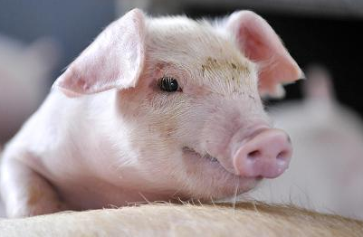 上半年关闭猪场21万个！吉林、湖南、广西、海南等14个省进展缓慢！