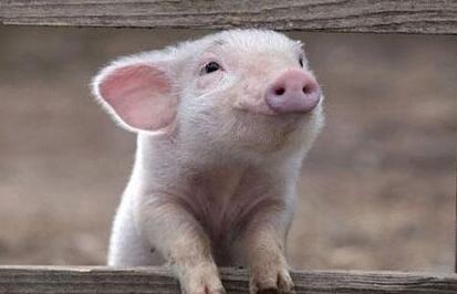 郑州市动物卫生监督所约谈部分外埠入郑生猪屠宰企业