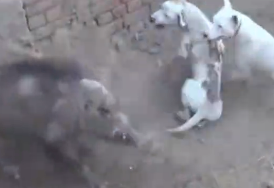 还有斗猪这比赛？厉害了我的猪，三条猎犬瞬间被秒杀！