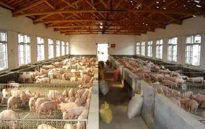 成都拆一个猪场省内市域外新建一个，每个单元补贴10万！