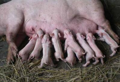 一公斤猪肉卖到80-120元，“高价猪”是怎么养出来的？