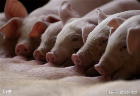 养猪朋友的疑问：生下来的小猪为啥不好养？