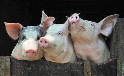 该罚该整治！养猪场污水乱排，臭气熏天，被举报