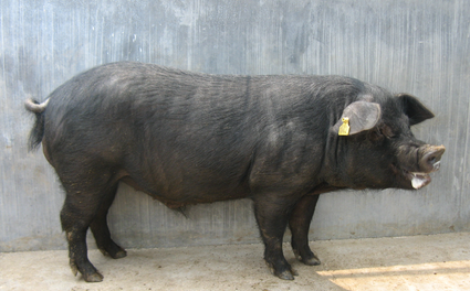 阜南百万头生猪养殖项目开建 投资20亿