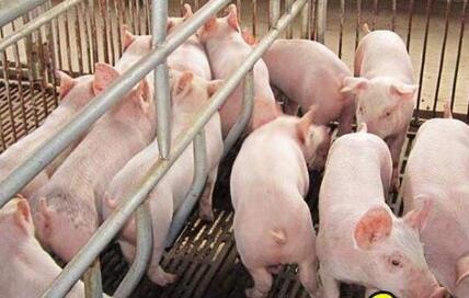 湖北生猪出栏量全国第五 畜禽养殖迈向绿色时代