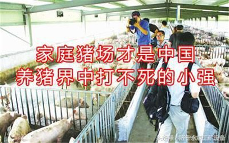 环保高压下猪价企高 散户转型家庭猪场的可行性分析