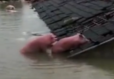 洪水淹没养猪场, 二师兄为保命爬上屋顶! 谁还敢说母猪不会上树?