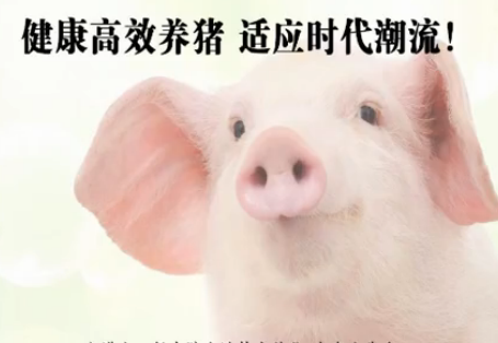 技术干货 健康高效养猪 适应时代潮流