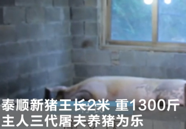 泰顺现新猪王长2米多重1300斤！