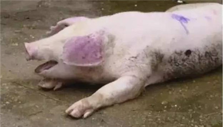呼吸困难的猪，第一针没打好，死亡率会超过一半？