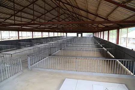 猪舍地面一定要高于舍外地面！有你想象不到的4大优点！
