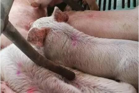 老兽医教你，猪病治疗绝招总有一招适合你！