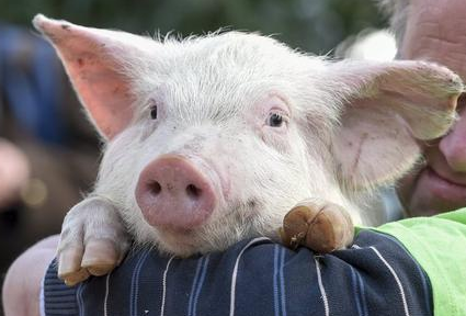 奇葩：遂宁一男子想成网红带女友和猪徒步到成都