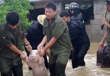 这只猪最近火了，网友却开心的聊起来猪的花样烹饪