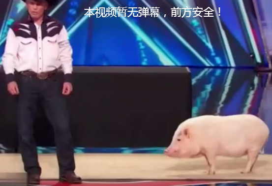 猪很笨？看看航天工程师训练出来的猪吧！