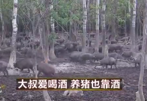 酿酒大叔承包两千亩山地养土猪，给猪喝酒肉质好、不生病