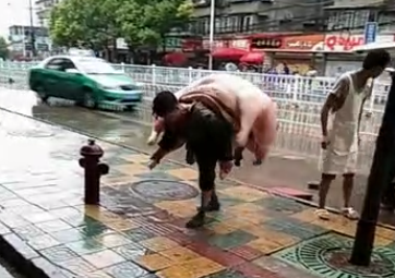 人工搬运四百斤猪，你火了大哥